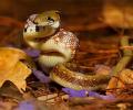 Wild Karnataka, India's first natural history film